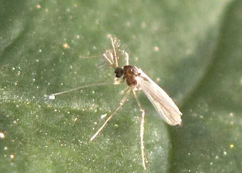 Chironomide.